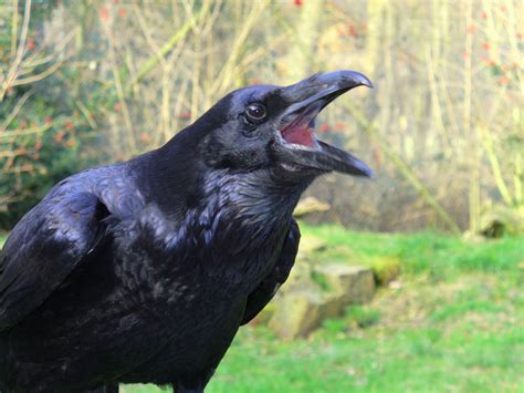 raven wikipedia